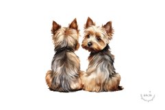 Yorkshire Terrier Product Image 4