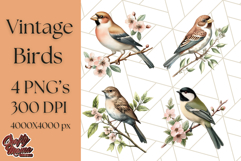Vintage Song Bird Clipart PNG, Botanical Bird Art Clip Art Product Image 1
