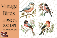 Vintage Song Bird Clipart PNG, Botanical Bird Art Clip Art Product Image 1