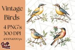 Vintage Song Bird Clipart PNG, Botanical Bird Art Clip Art Product Image 1
