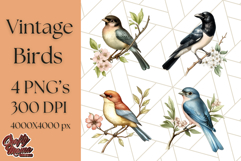 Vintage Song Bird Clipart PNG, Botanical Bird Art Clip Art Product Image 1
