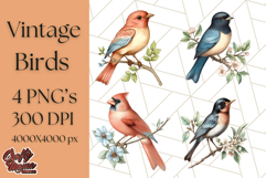 Vintage Song Bird Clipart PNG, Botanical Bird Art Clip Art Product Image 1