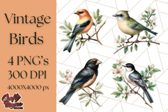 Vintage Song Bird Clipart PNG, Botanical Bird Art Clip Art Product Image 1
