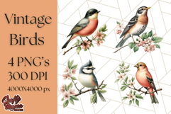 Vintage Song Bird Clipart PNG, Botanical Bird Art Clip Art Product Image 1
