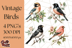 Vintage Song Bird Clipart PNG, Botanical Bird Art Clip Art Product Image 1