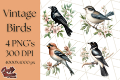 Vintage Song Bird Clipart PNG, Botanical Bird Art Clip Art Product Image 1