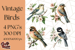 Vintage Song Bird Clipart PNG, Botanical Bird Art Clip Art Product Image 1