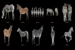 50 ZEBRA TRANSPARENT PNG FILES, ANIMALS PHOTOSHOP OVERLAYS Product Image 3