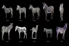 50 ZEBRA TRANSPARENT PNG FILES, ANIMALS PHOTOSHOP OVERLAYS Product Image 2