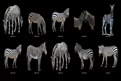 50 ZEBRA TRANSPARENT PNG FILES, ANIMALS PHOTOSHOP OVERLAYS Product Image 6