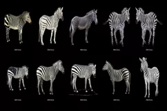 50 ZEBRA TRANSPARENT PNG FILES, ANIMALS PHOTOSHOP OVERLAYS Product Image 5