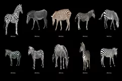 50 ZEBRA TRANSPARENT PNG FILES, ANIMALS PHOTOSHOP OVERLAYS Product Image 4