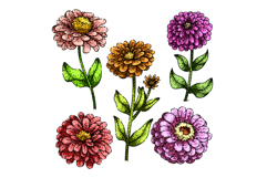 zinnia set sketch hand drawn Product Image 1