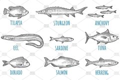 Whole fresh different types fish Vintage vector engrave Product Image 2