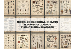 16 Charts of 1800s Zoology Restored Images Bundle Product Image 1