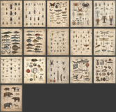 16 Charts of 1800s Zoology Restored Images Bundle Product Image 2