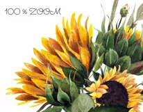 Watercolor sunflower bouquet clipart. Sublimation PNG Product Image 3