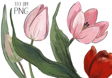 Hand Painted Tulip Flower PNG Clipart | Sublimation Design Product Image 4