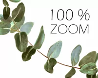 Eucalyptus wreath clipart. PNG. Hand drawn illustration Product Image 3