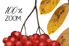 Hand-drawn Rowan Branch with Yellow Leaves Illustration Product Image 3