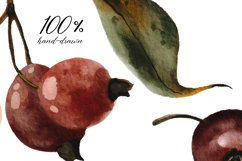 Hand Painted Rosehip Watercolor PNG Clipart Set Product Image 4
