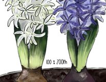 Spring flower clipart. Spring flowers Sublimation PNG Product Image 4
