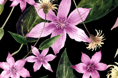 Watercolor Clematis Floral Clipart PNG Sublimation design Product Image 6