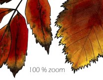 Autumn leaves frames bundle| Wreath clipart|Fall sublimation Product Image 6