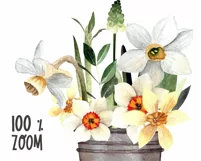 Watercolor spring flower clipart. Daffodils PNG sublimation Product Image 5