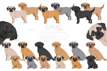 Chug, Chihuahua Pug mix