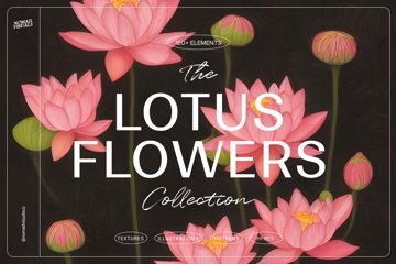 Lotus Flowers (2455204)