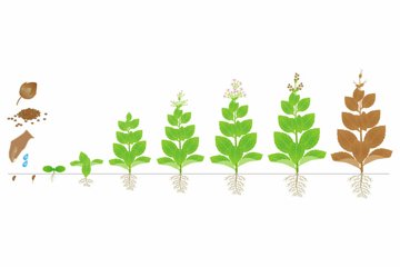 Cycle of growth of tobacco plant isolated on white