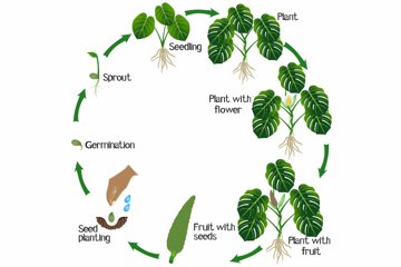 philodendron pink princess plant Philodendron pink princess XL plant **(ALL plants require you to purchase  ANY 2 plants!)**