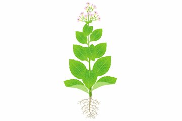 tobacco plant root Tobacco plant with roots and flowers on a white background