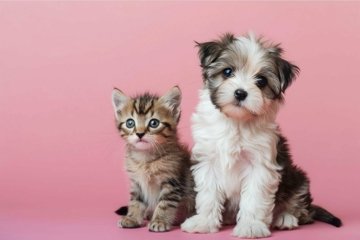 Adorable puppy and kitten incredible friends