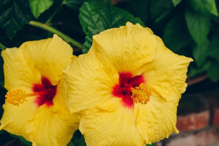 Hibiscus #13 - Yellow Tropical Flower