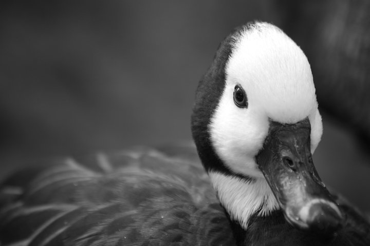 Bird black-white photo 12