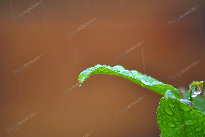 stock photo green droplets green card photo maker