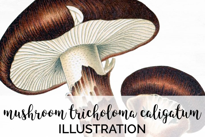 Mushroom Clipart Vintage (197688) | Illustrations | Design Bundles