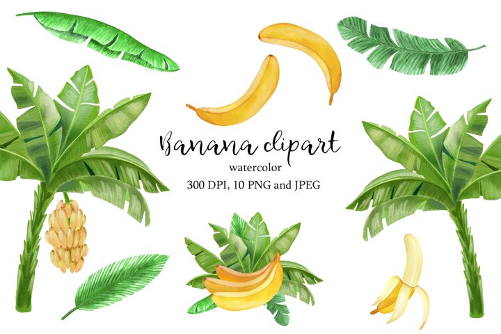 Banana watercolor clipart, Banana tree, leaves PNG and JPG (698014