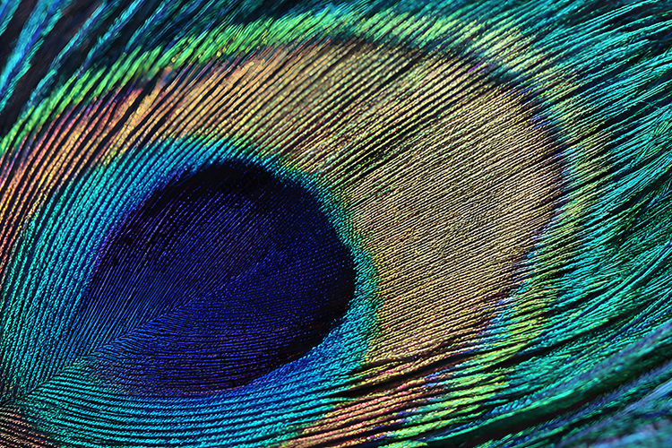 Eye Texture Image 9