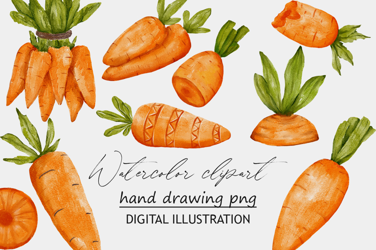 Carrots watercolor clipart png