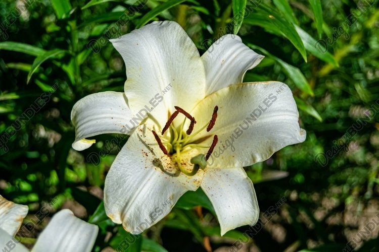 Garden Clipart Image 24