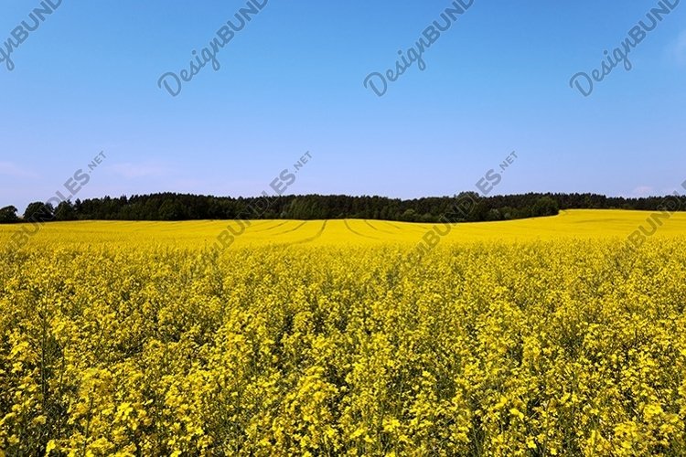Spring Clipart Image 2
