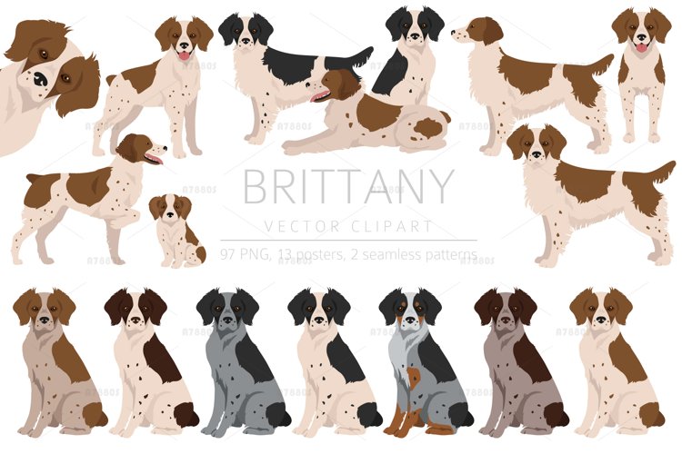 Brittany spaniel clipart