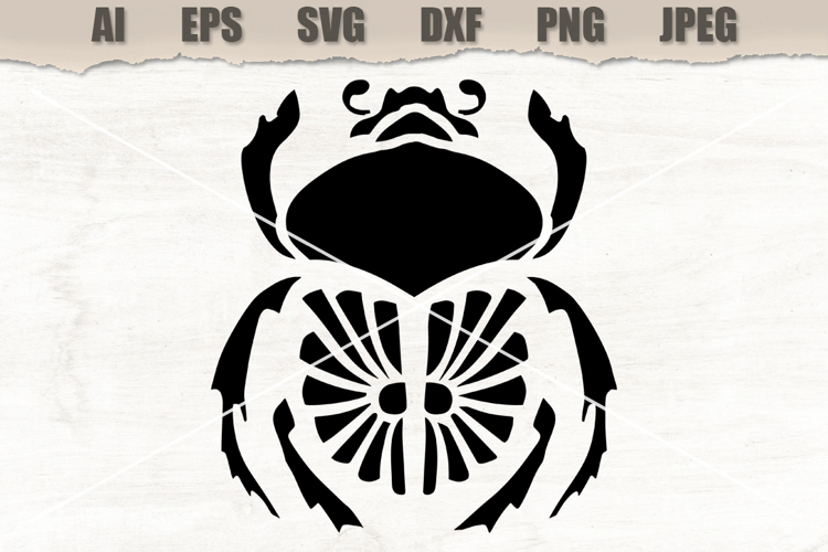 Stencil Beetle Insect