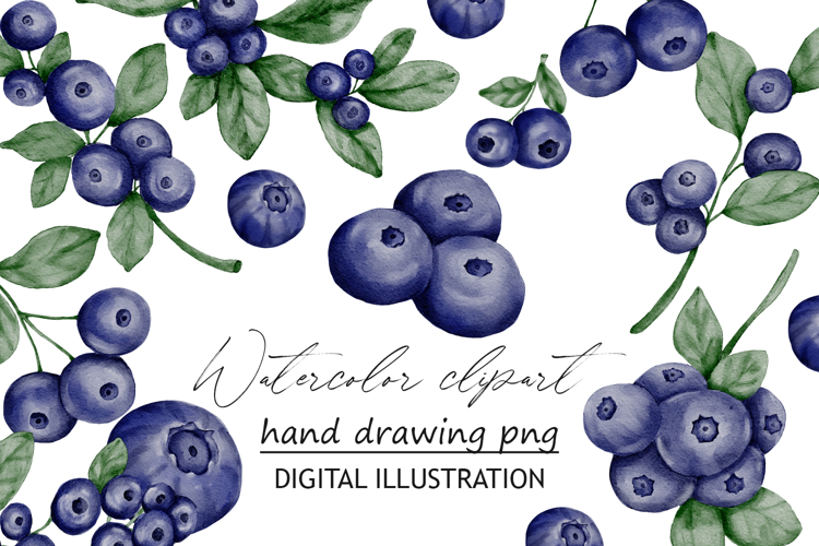 Blueberry berries clipart watercolor png