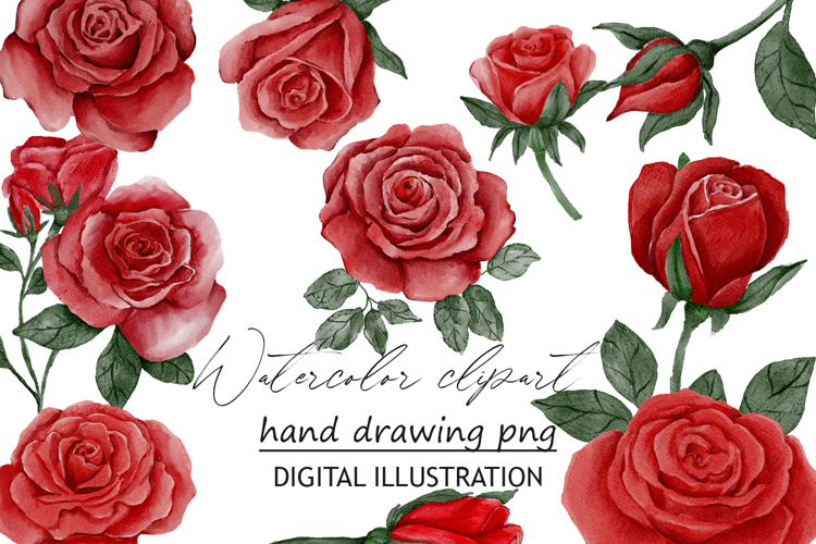 Watercolor clipart rose png 11 elements
