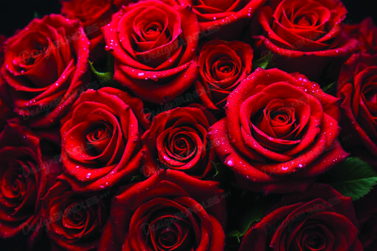 Red Roses Clipart Image 23
