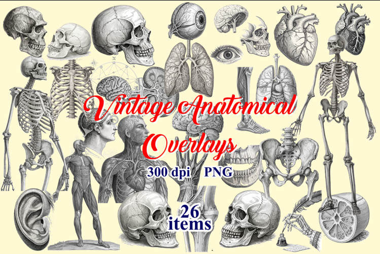 Antique Anatomy Overlays Graphic Vintage PNG